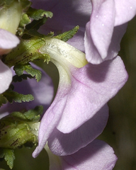 Pedicularis mexicana