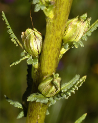 Pedicularis mexicana