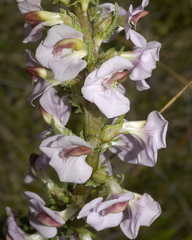 Pedicularis mexicana