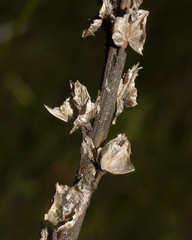 Pedicularis mexicana
