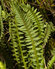 Pedicularis mexicana