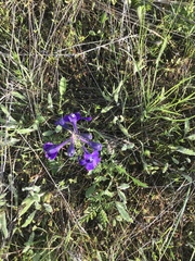 Delphinium bicolor