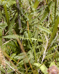 Pedicularis mexicana