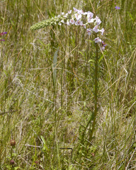Pedicularis mexicana