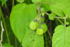Solanum caripense