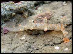 Bornella stellifera