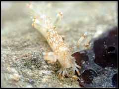 Bornella stellifera