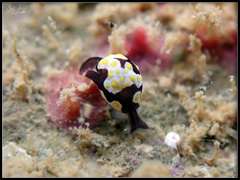 Colpodaspis thompsoni