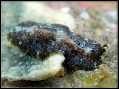 Acanthozoon fuscobulbosum