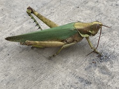 Coryacris angustipennis