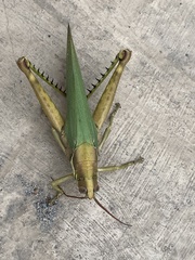 Coryacris angustipennis