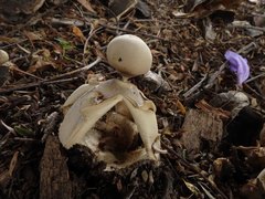 Geastrum fornicatum