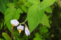 Solanum caripense