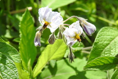 Solanum caripense