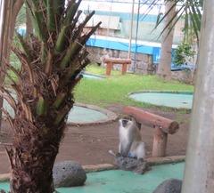 Chlorocebus aethiops