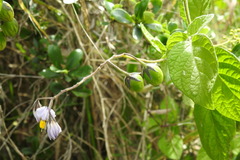 Solanum caripense