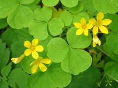 Oxalis illinoensis