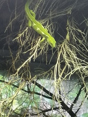Naultinus elegans
