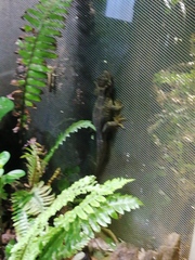 Hoplodactylus duvaucelii
