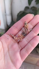Hemidactylus turcicus