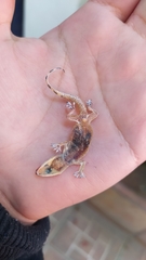 Hemidactylus turcicus