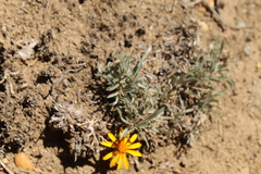 Chaetanthera chilensis