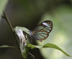 Oleria rubescens