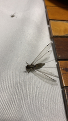 Ascalorphne macrocerca