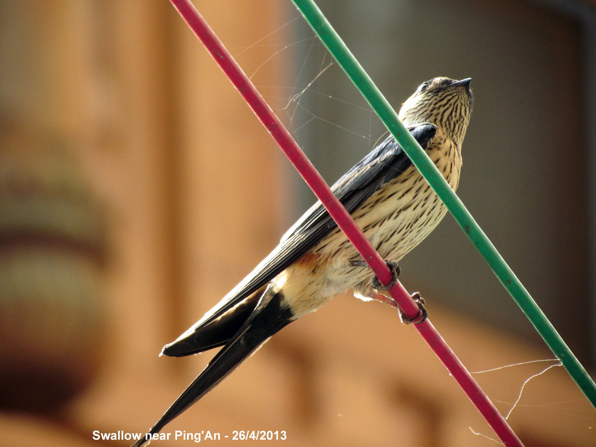 Eastern Red-rumped Swallow