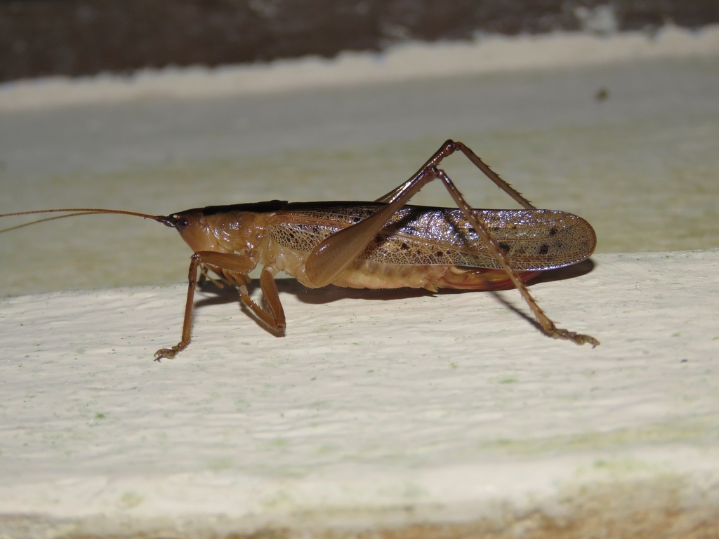 Agraecia punctata