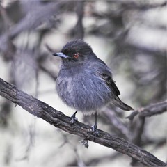 Knipolegus striaticeps