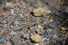 Liolaemus elongatus