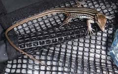 Aspidoscelis lineattissimus