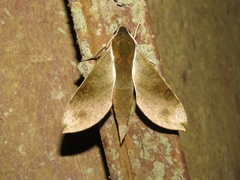 Xylophanes schausi