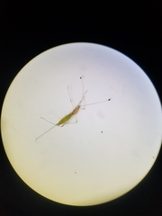 Metacanthus multispinus