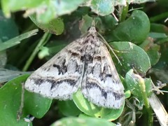 Dichromodes longidens