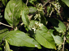 Cestrum strigilatum