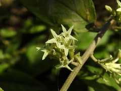 Cestrum strigilatum