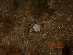Ophioderma teres