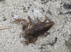 Hadruroides maculatus