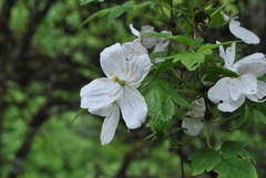 Clematis montana