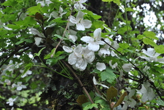 Clematis montana