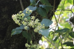 Clematis dioica