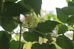 Clematis dioica