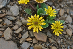 Oxygraphis glacialis