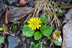 Oxygraphis glacialis