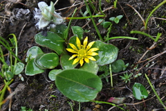 Oxygraphis glacialis