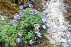 Paraquilegia microphylla