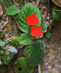 Episcia cupreata