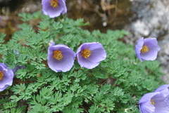 Paraquilegia microphylla